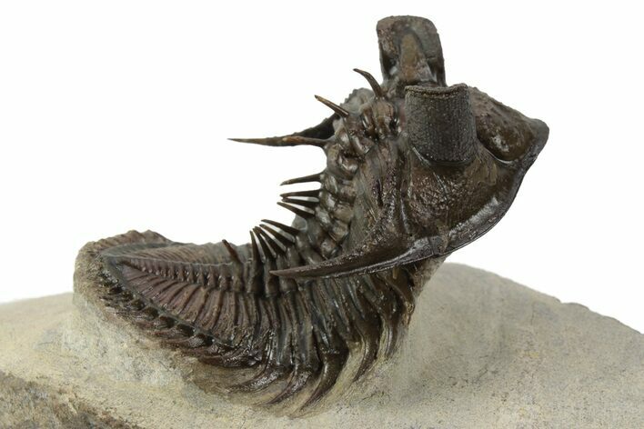 Amazing, Tower Eyed Erbenochile Trilobite - Morocco #241438